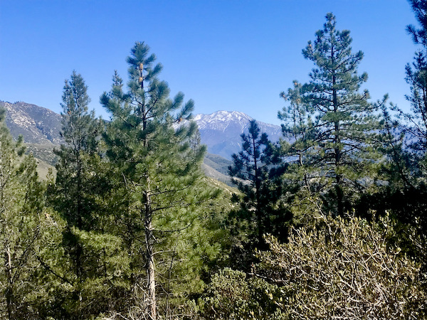 A snow capped mountain visible through the pine trees near Big Bear Lake California