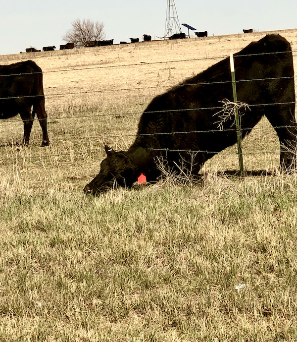 A black steer with his head under the wire fence was another of the Highlights of Amarillo Texas