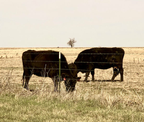 Two black cattle on a farm were part of the Highlights of Amarillo Texas