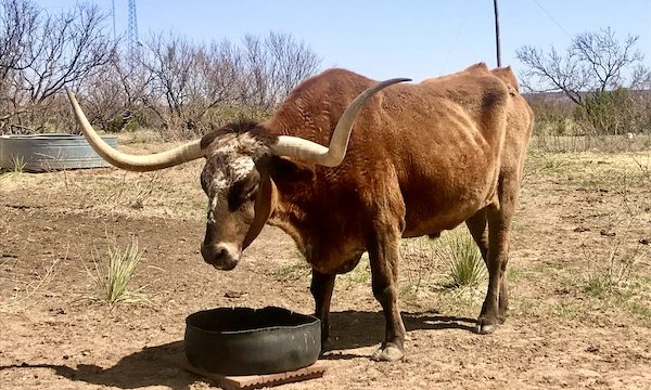 An open field with a large brown Texas Longhorn steer was just one of the Highlights of Amarillo Texas