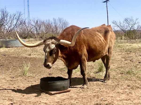 An open field with a large brown Texas Longhorn steer was just one of the Highlights of Amarillo Texas