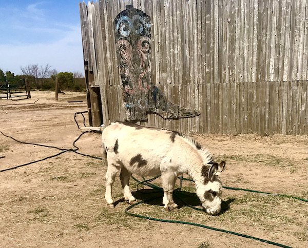 Another of the Highlights of Amarillo Texas was this cute white mule with black spots.