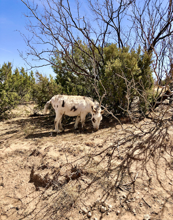 One of the Highlights of Amarillo Texas was a mule hiding in a bush.
