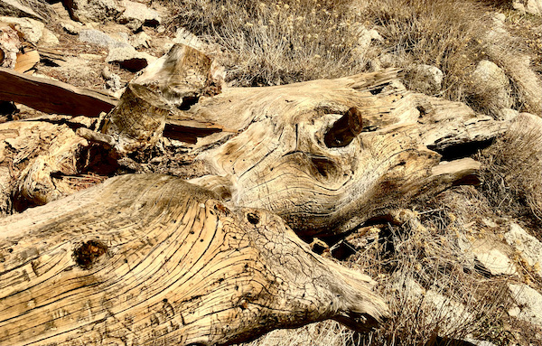 Dead tree lying on the ground and looks like an animal at the