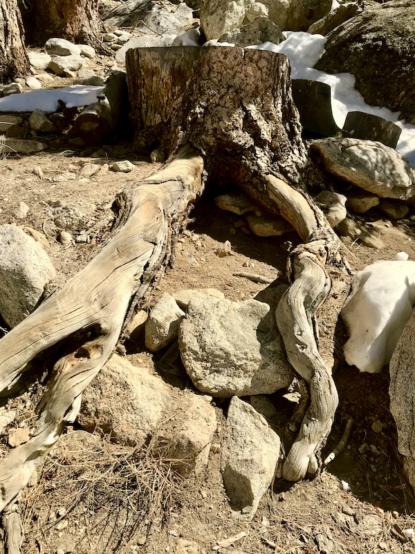 Pieces of dead wood strewn about on the mountainside at the Palm Springs Aerial Tramway California