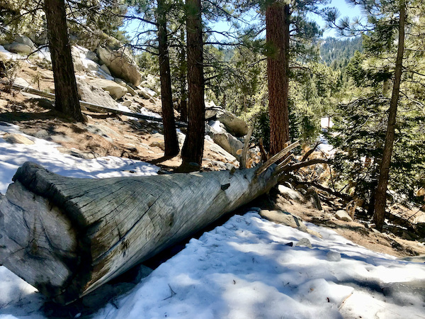 A large tree trunk lying in the snow at the Palm Springs Aerial Tramway California