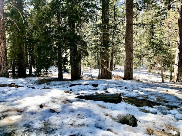 Snow and trees with sled tracks at the Palm Springs Aerial Tramway California