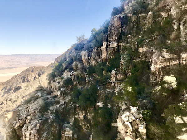 Conifers growing on the slopes of the mountains seen from the Palm Springs Aerial Tramway California