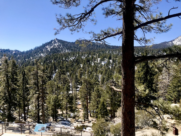 Huge conifer trees growing up a mountain with one large on the right in foreground at the Palm Springs Aerial Tramway California