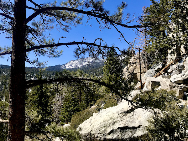Seen through the branches of a conifer tree are a distant snow capped mountain, rocks and trees with patches of snow at the Palm Springs Aerial Tramway California
