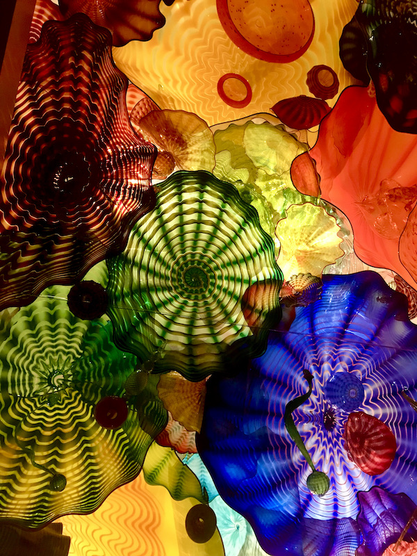 A clear glass ceiling filled with many colorful glass sculptures that are backlit at the OKC Museum of Art Dale Chihuly Exhibit