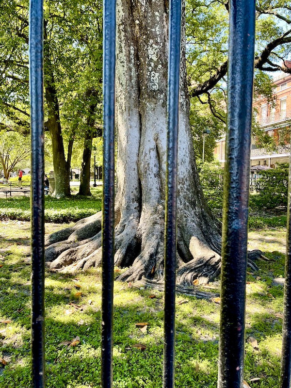 A huge tree trunk seen through a black wrought iron fence.