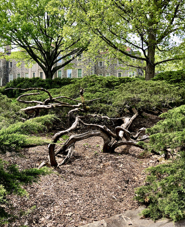 Roots and tree amid soil and grass at Cheekwood Estate Nashville TN
