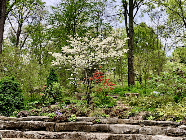 A white dogwood tree in bloom amid the greenery at Cheekwood Estate Nashville TN