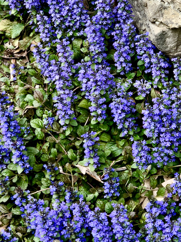 Purple flowers in a garden at Cheekwood Estate Nashville TN