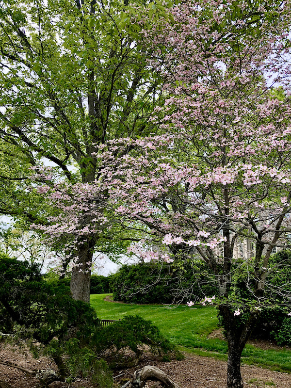 Beautiful landscaping with a tree in flower with pink blooms at Cheekwood Estate Nashville TN