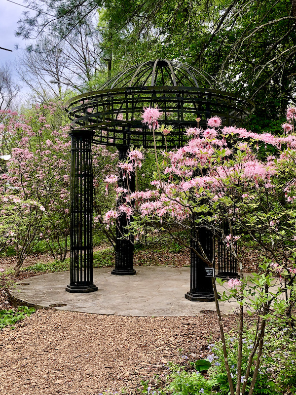 A black wrought iron pergola with pink azalea in bloom at Cheekwood Estate Nashville TN
