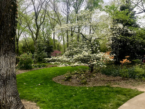White flowering tree and orange bush amid lots of other plants and flowers at Cheekwood Estate Nashville TN