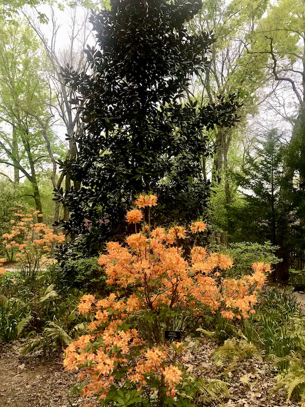 Light orange flowering bush in front of a dark leafed tree in the gardens of Cheekwood.