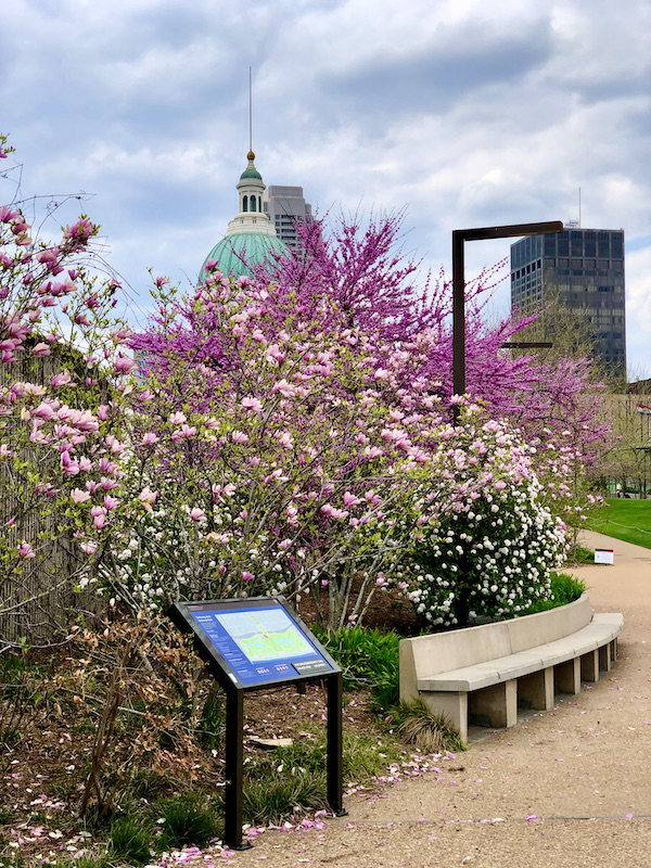 Trees and bushes with pink and fuchsia flowers and a park bench in St. Louis MO