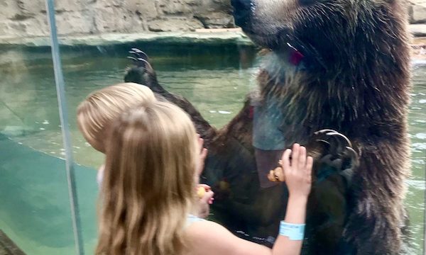 A little girl playing with a big brown bear through a glass wall at the Saint Louis Zoo