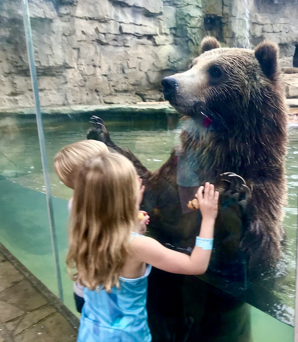 A little girl playing with a big brown bear through a glass wall at the Saint Louis Zoo