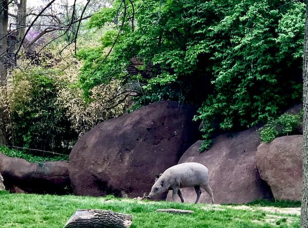 A very large gray hog grazing in the grass with rocks and trees behind him.