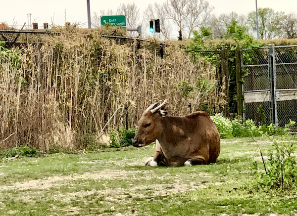 A large brown animal with short horns resting on the lawn.