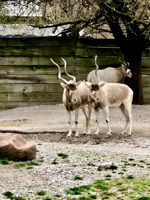 A pair of very large gray animals with twisted horns. The one on the right has only one horn.