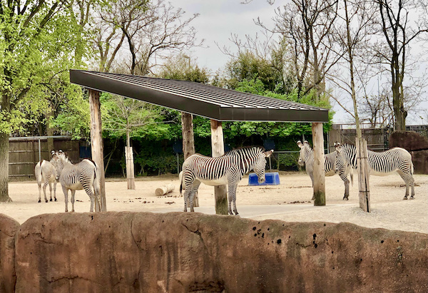 A group of black and white striped zebras in their habitat complete with a shade shed at the Saint Louis Zoo