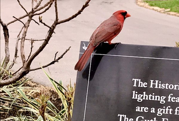 A red bird perched on the corner of a black and white sign.