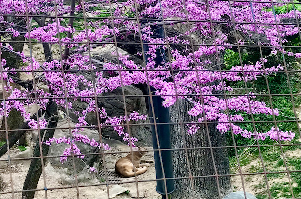 A large beige jungle cat resting below a tree with deep pink flowers.