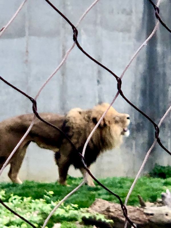 A huge male lion roaring behind the chain link fence at the Saint Louis Zoo