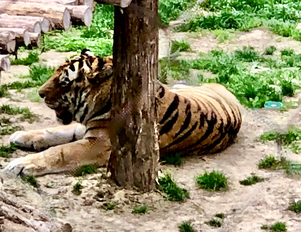 A tan and black striped jungle cat resting on the ground by a tree at the Saint Louis Zoo