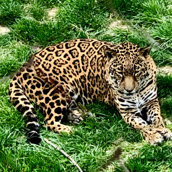 A gorgeous spotted jungle cat lying on the grass at the Saint Louis Zoo