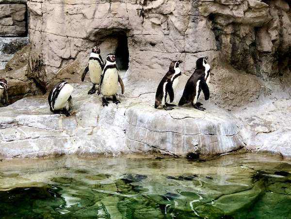 A group of penguins in their habitat at the Saint Louis Zoo