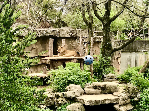 A large beige jungle cat resting on a ledge.