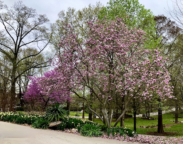 A road lined with flowering trees and bushes at the Saint Louis Zoo
