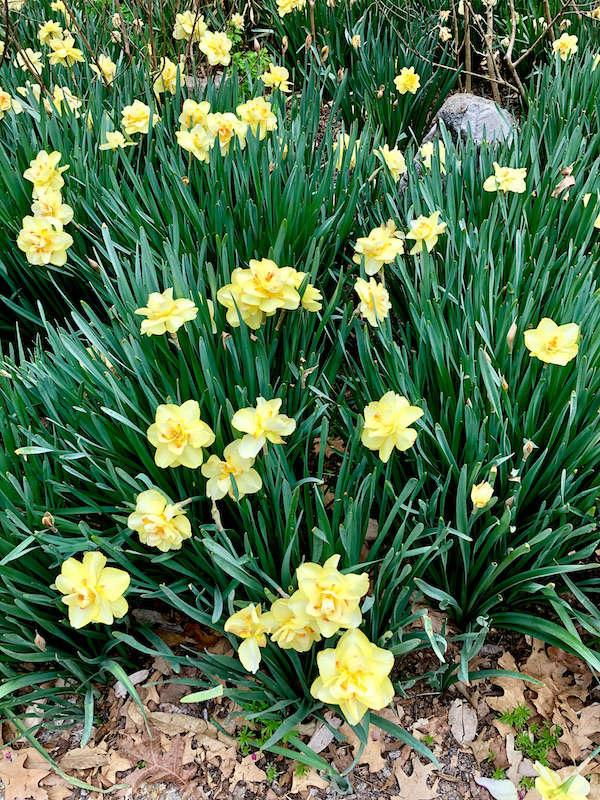 A cluster of green spear like leaves and yellow flowers