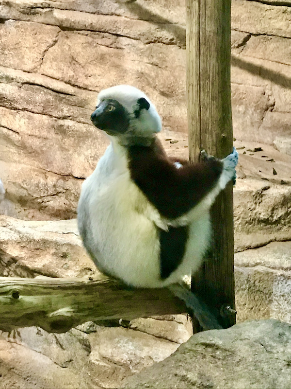 A white and black primate holding onto a tree trunk