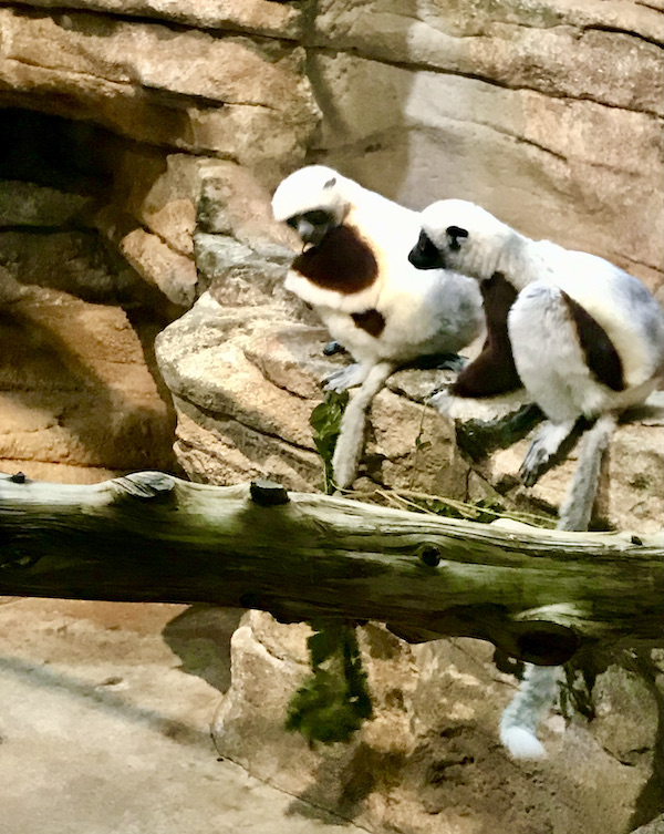 A pair of white and black primates that look like they are have a conversation.