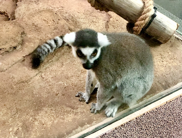 A gray primate with a striped tail and mask like face.