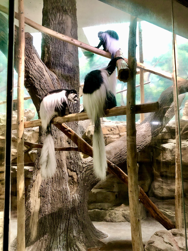 A large group of white and black monkeys on branches showing off their long white fluffy tails.