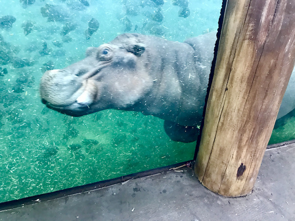 A large hippo swimming in a pool behind glass at the Saint Louis Zoo