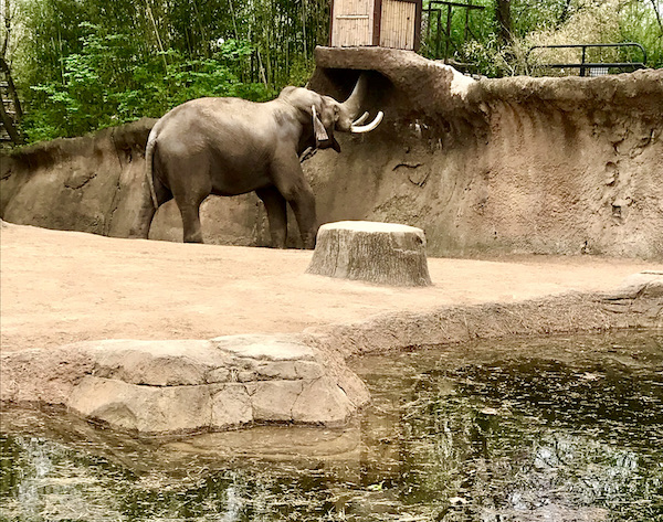 A large gray elephant with trunk raised showing his ivory tusks.