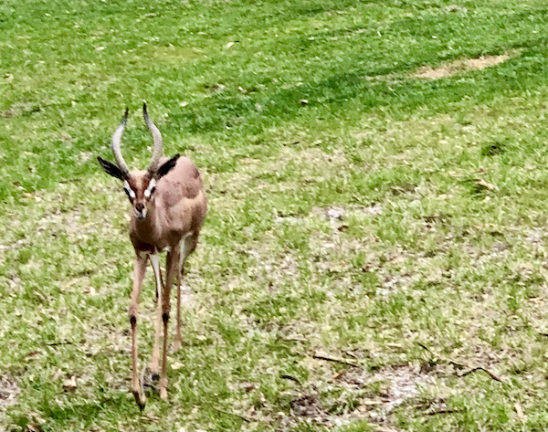 A brown horned gazelle at the Saint Louis Zoo
