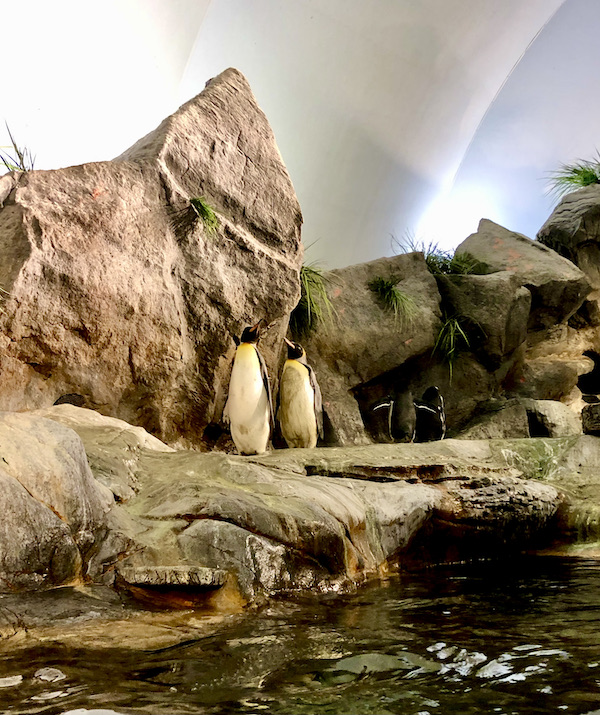 A pair of Emperor penguins in their habitat at the Saint Louis Zoo
