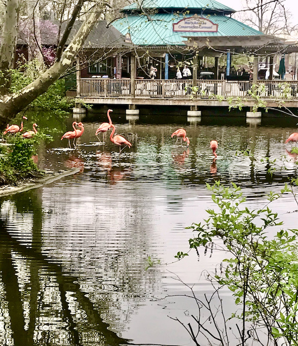 A large group of pink flamingoes standing in water with a building in the background at the Saint Louis Zoo