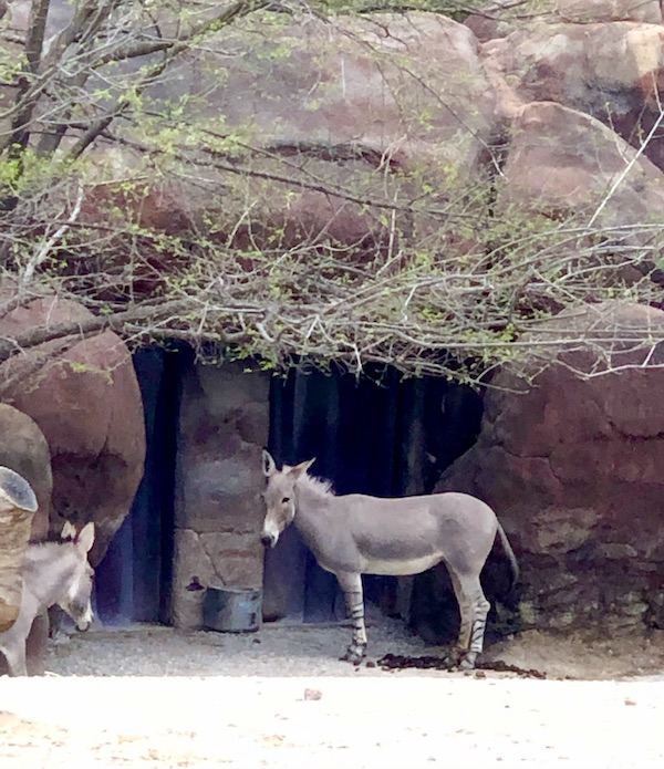A gray, horselike animal with striped legs at the zoo.