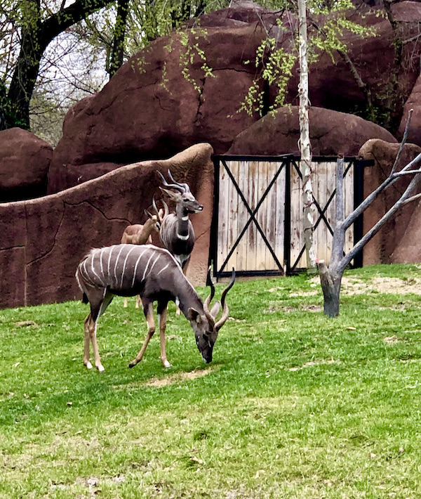 Gray gazelles with twisted horns grazing in their habitat at the Saint Louis Zoo